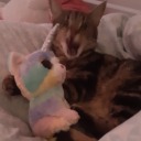 starry-stimmy avatar