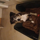 starryabsol305 avatar