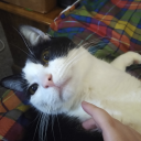 starryandpied avatar