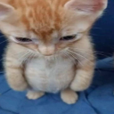 starrynight426 avatar