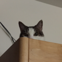 starrynightwizard avatar