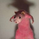 starryratloaf avatar