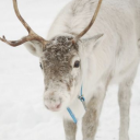 starrytheclown avatar