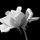 stars-a-n-d-scars avatar