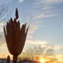 stars-are-watching avatar