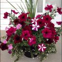 stars-bands-and-things avatar