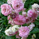 starsaboveoceanbelow avatar