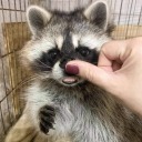 starsandlosthearts avatar