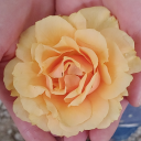 starsandmoon01 avatar