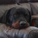 starseeker-tarazed avatar