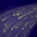 starsopinions avatar