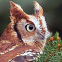 starsowl avatar