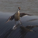 starspeckedsys avatar