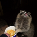 starssbythepocketful avatar