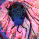 starstruck-critter avatar