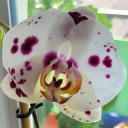 starstruckblizzardfire avatar