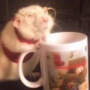 starstruckflowertrash avatar