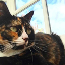 starstruckforfood avatar