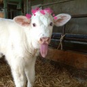 starstrucklightpastagarden avatar