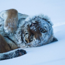 starstruckr0b0t avatar