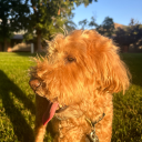 starvingbrokestudent avatar