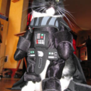 starwarscats avatar