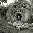 starwitnesser avatar