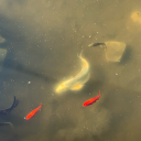 starywizard13 avatar