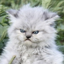 stateofbeingunknown avatar