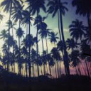 static-palms-on-a-sunset-sky avatar