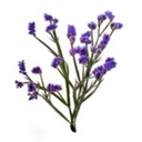 staticeanchor avatar