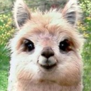 status-excessu avatar