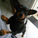 statusvivendo avatar