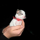 stay-calm-stay-still avatar