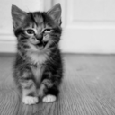 stay-weird-in-peace avatar