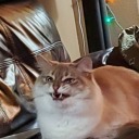 stayedforthechaos avatar