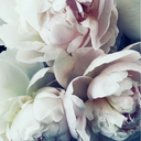 staygoldbrows avatar