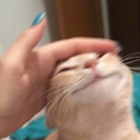 stayingpawsitive avatar