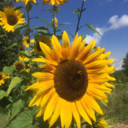 staytrue-to-you avatar