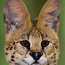 steadfastserval avatar