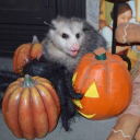 steadynursewizard avatar