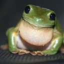 steadytriumphwasteland avatar