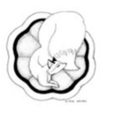 steamedfoxlatte avatar