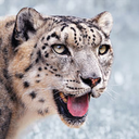 steampoweredsnowleopard avatar