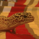 steampoweredwolfy avatar