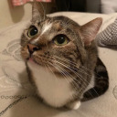 steamystreamer avatar