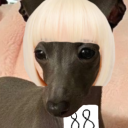 stebbinsgreyhoundfursuit avatar