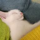 steelglazedcamel avatar