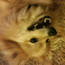 steelwalldefense avatar