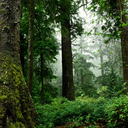 stekampraunai avatar